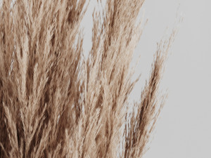 a bunch of pampas 4 Modelo 3D