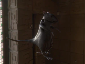 rat zombie 3D Model