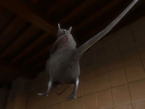 rat zombie 3D Model