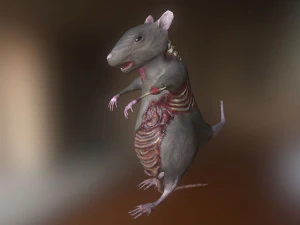 rat zombie 3D Model