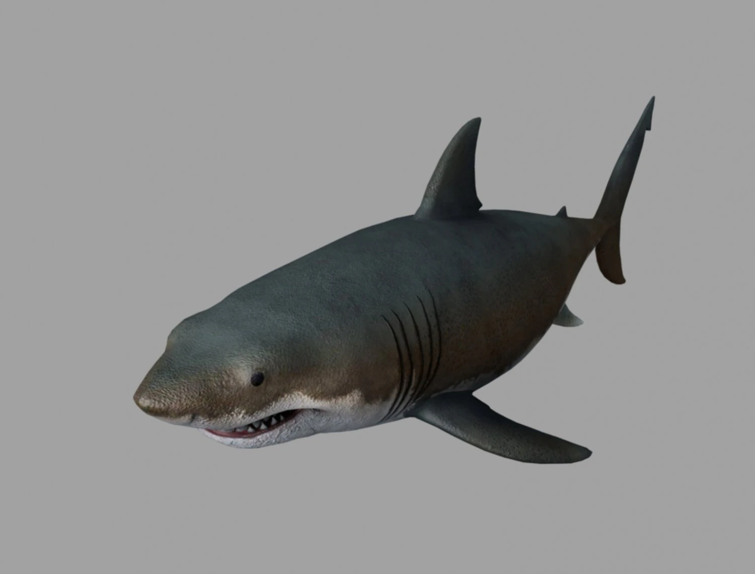 Jaws shark 3D Model .c4d .max .obj .3ds .fbx .stl .blend 