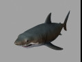 Jaws shark 3D-Modell