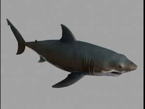 Jaws shark 3D Model