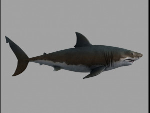 Jaws shark 3D Model