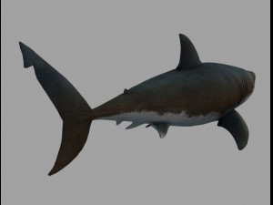 Jaws shark 3D Model