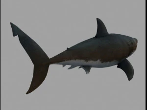 Jaws shark 3D Model