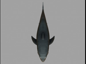 Jaws shark 3D Model