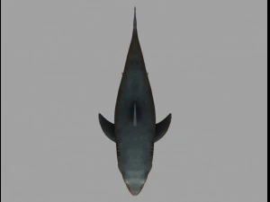 Jaws shark 3D Model