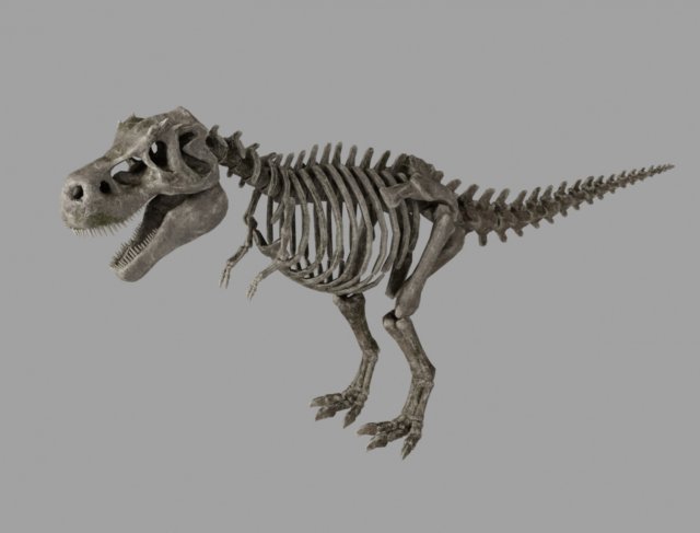 skel rex 3D 模型 .c4d .max .obj .3ds .fbx .stl .blend 