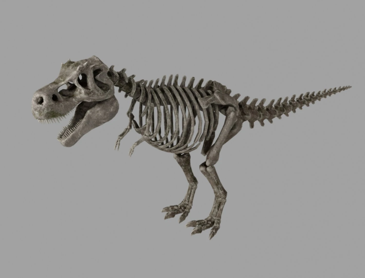 skel rex 3D Model .c4d .max .obj .3ds .fbx .stl .blend 
