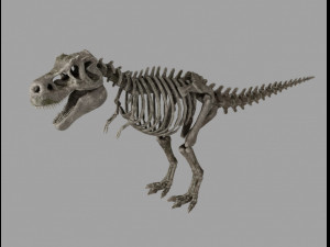 skel rex 3D Model