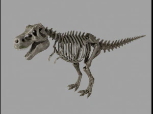 skel rex Model 3D