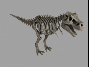 skel rex 3D 模型