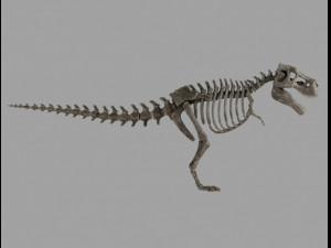 skel rex 3D 模型