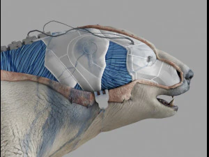 sopportare latko Modello 3D