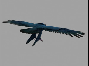 griffon 3D 모델