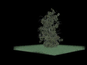 tree 3D Model