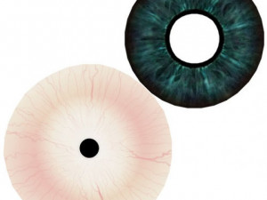 eyeball 3D 模型