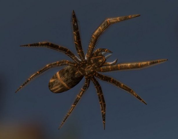spider moving and ready to play 3D 模型 .c4d .max .obj .3ds .fbx .stl .blend 