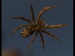 Örümcek hareket ediyor ve oynamaya hazır 3D Model