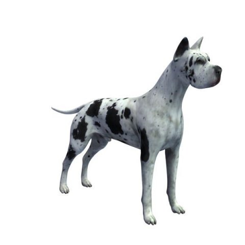 great dane 3D Model .c4d .max .obj .3ds .fbx .stl .blend 