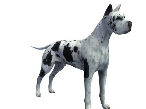 great dane 3D 模型