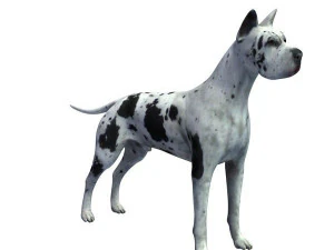 그레이트 데인 3D 모델