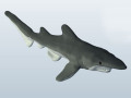 Goblin Shark 3D-Modell