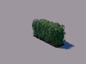 hedge 3D Model