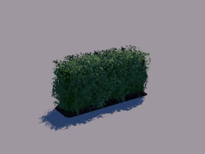 hedge 3Dモデル