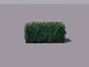 hedge 3Dモデル