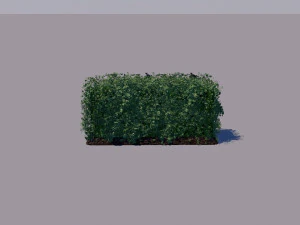 hedge 3D Model