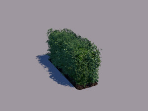 hedge 3Dモデル
