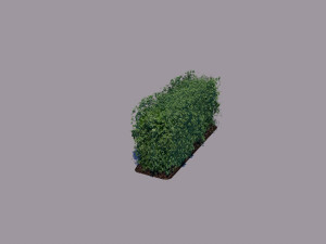 hedge 3Dモデル