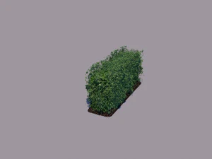 hedge 3D Model