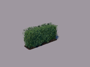 hedge 3Dモデル