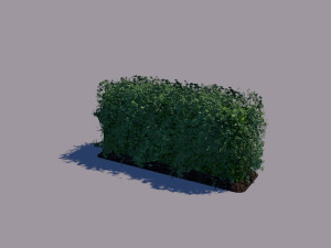 hedge 3Dモデル