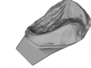 dental anatomy crown stomp crowns molar 3D 모델