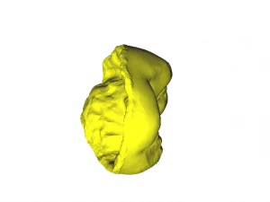 dental anatomy crown stomp crowns molar 3D Model