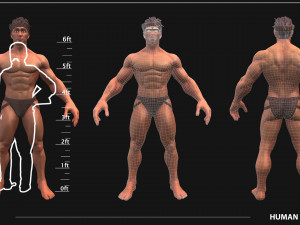 Stylized Male Anatomy Game Model Basemesh Low-poly 3D 模型