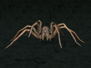 realistic wolf spider rigged in 3d blender model low-poly 3D 모델