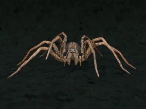 laba-laba serigala realistis yang dilengkapi model blender 3d poli rendah Model 3D