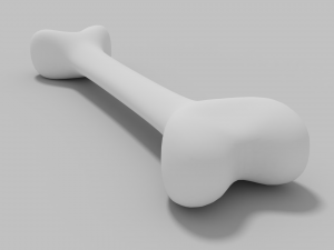 bone Model 3D