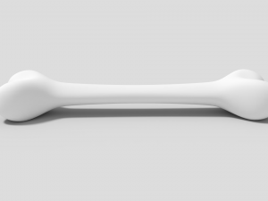 bone Model 3D