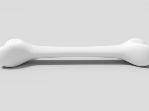 bone 3D Model