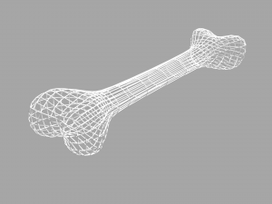bone Model 3D