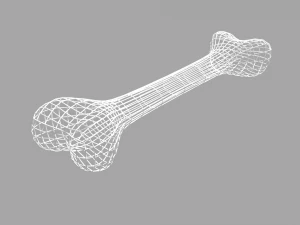 bone 3D Model