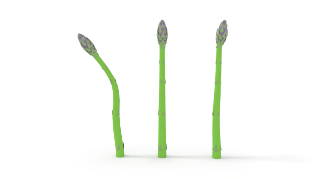 asparagus 3D Model .c4d .max .obj .3ds .fbx .stl .blend