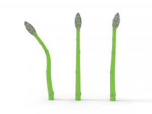asparagus 3D Модель