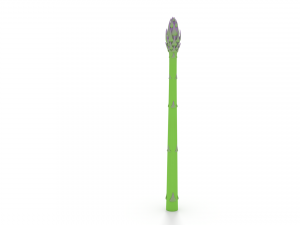 asparagus 3D Model